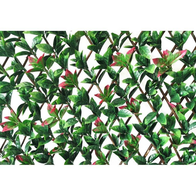 treillis fleuri photinia