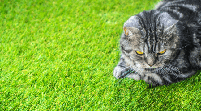 chat sur gazon synthétique