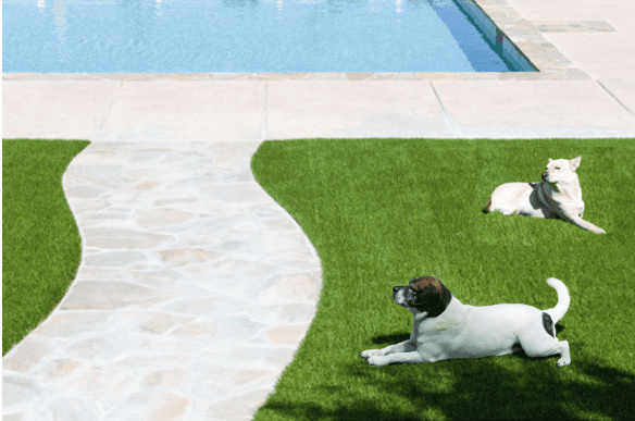 Tour de piscine en gazon synthétique et chien