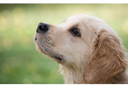 Peut-on mettre du gazon synthétique lorsqu’on a des animaux ?