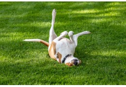 Comment se débarrasser de l’odeur d’urine animale ?