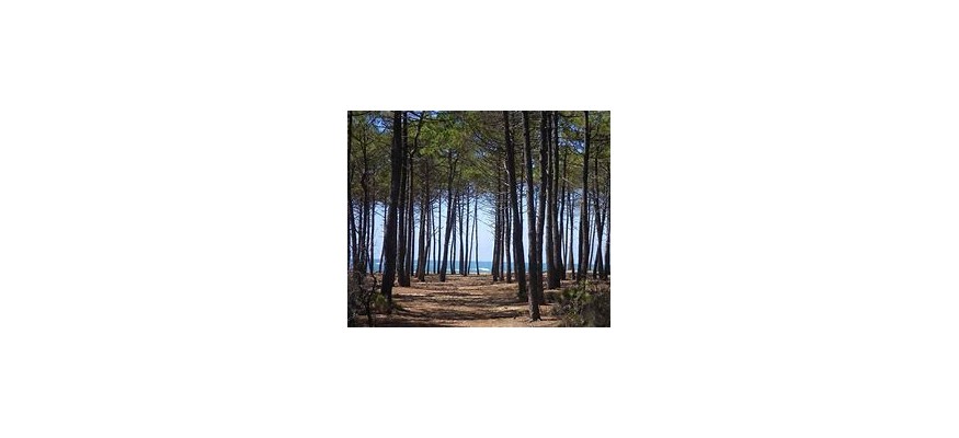 Vente et pose pelouse synthétique dans les Landes