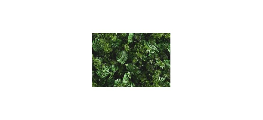 Quelles plantes pour faire un mur végétal extérieur ?