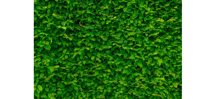 Comment végétaliser une façade ?