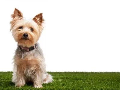 Comment entretenir le gazon synthétique lorsqu’on a des animaux de compagnie ?